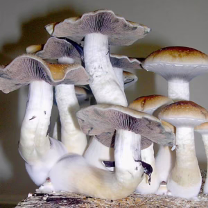 Images provided by produces in newly legalized countries and states.