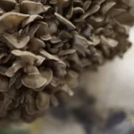 Maitake (Hen of the Woods) Liquid Culture