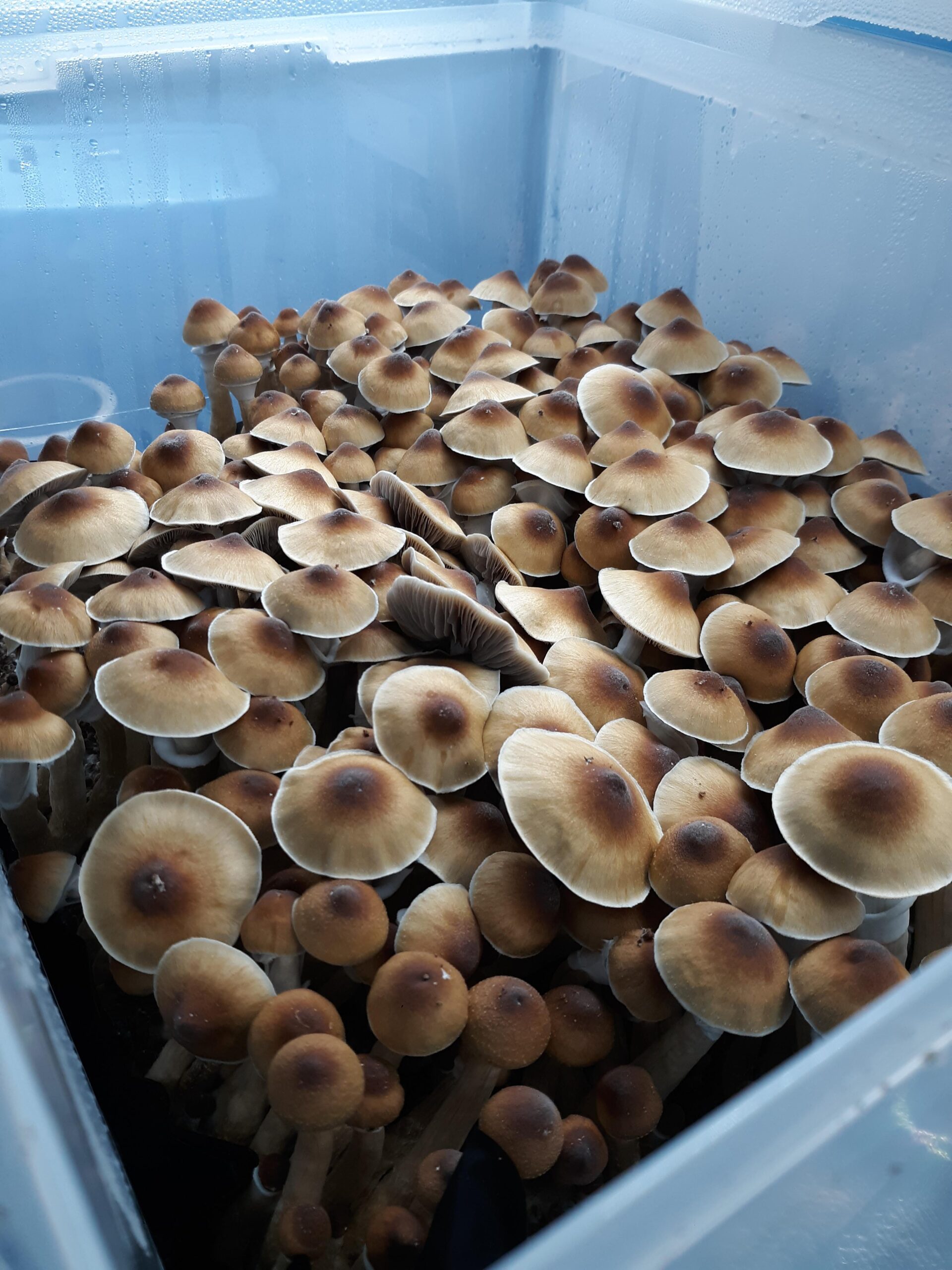 Thrasher Spore Swabs - Southwest Shroomery