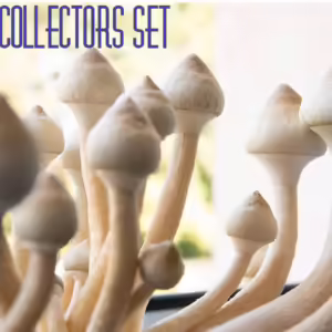 Albino Collectors Set