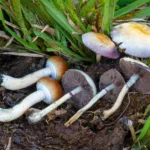 Shooting Stars Spore Syringe