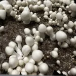 Leucistic Penis Envy Uncut Spore Syringe