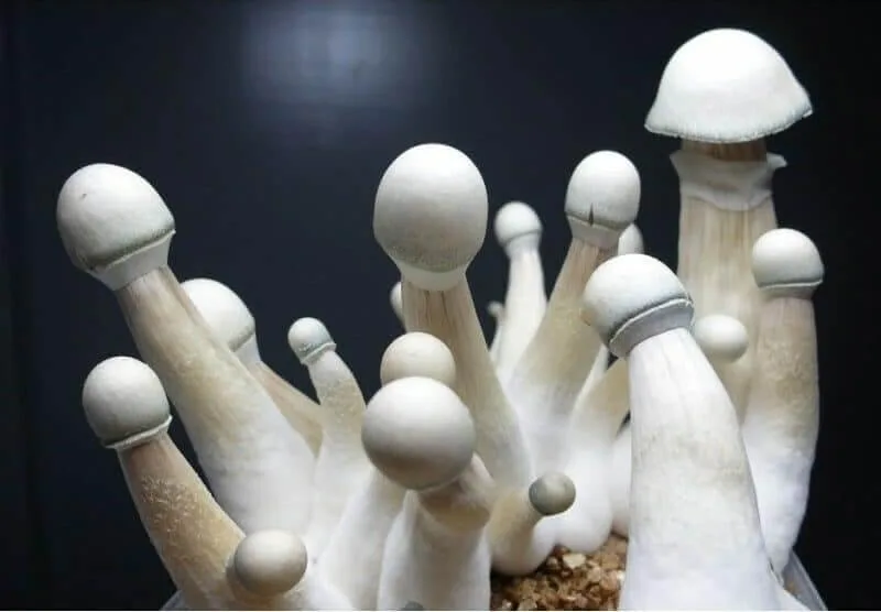 Moby Dick Spore Print - Southwest Shroomery