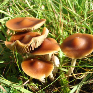 Psilocybe subaeruginosa Swabs