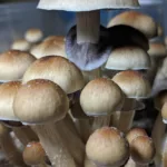 Penis Envy #6 Spore Syringe