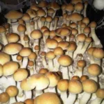 Orissa India Spore Syringe