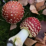 Amanita Muscaria Liquid Culture